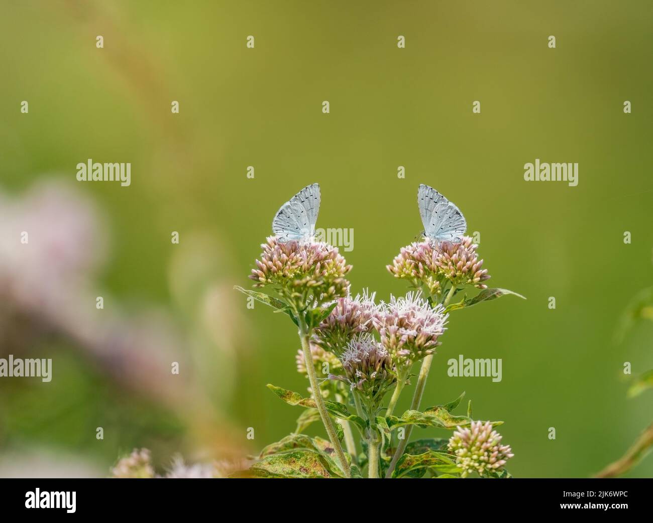 Coppia di piccole farfalle blu. Cupido minimus, una delle farfalle più piccole dell'agrimonia della canapa europea Foto Stock
