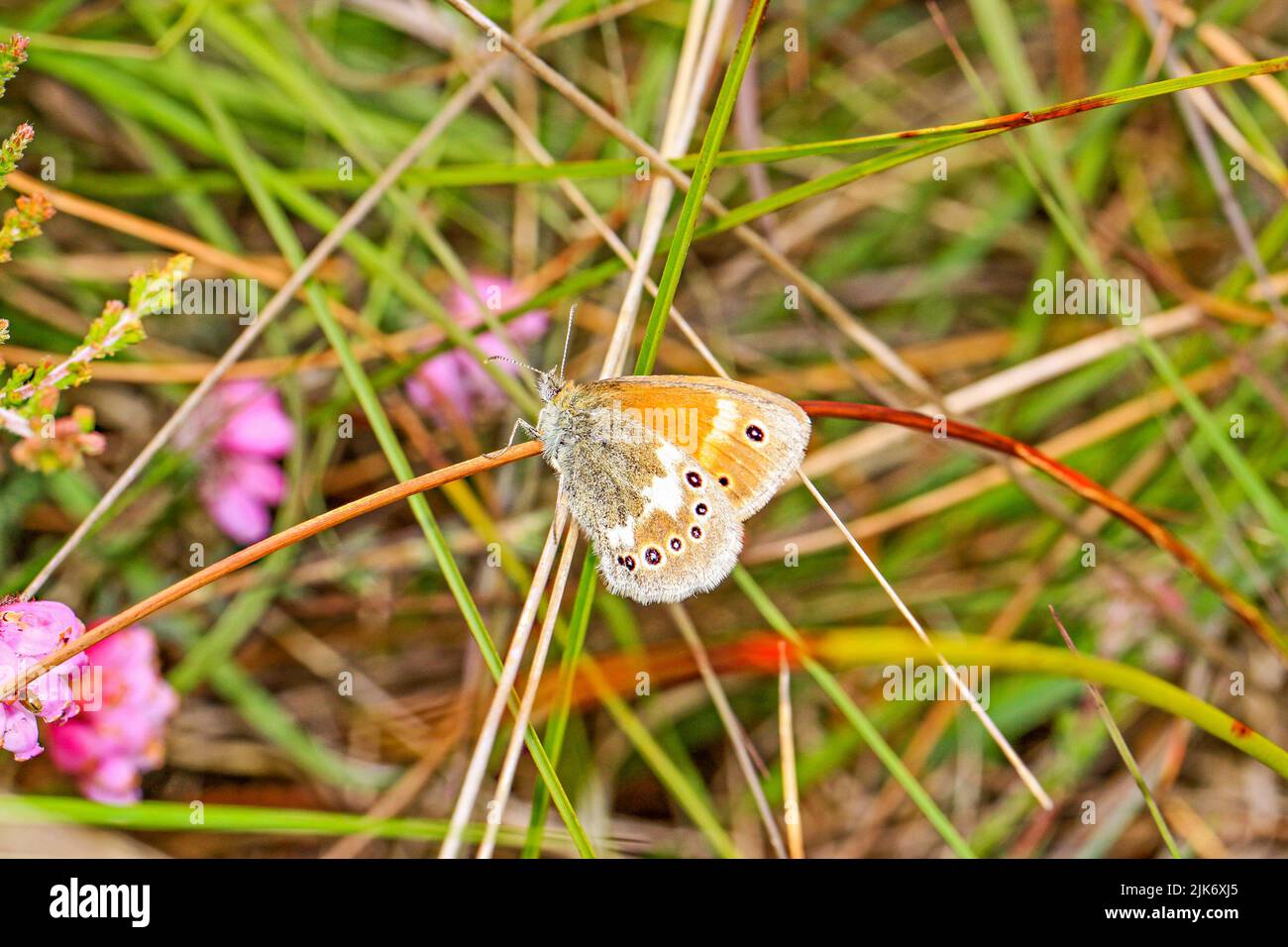 Grande farfalla di Heath Coenonympha tulila su Whixall muss riserva naturale inglese vicino Whitchurch in Shropshire Inghilterra Foto Stock