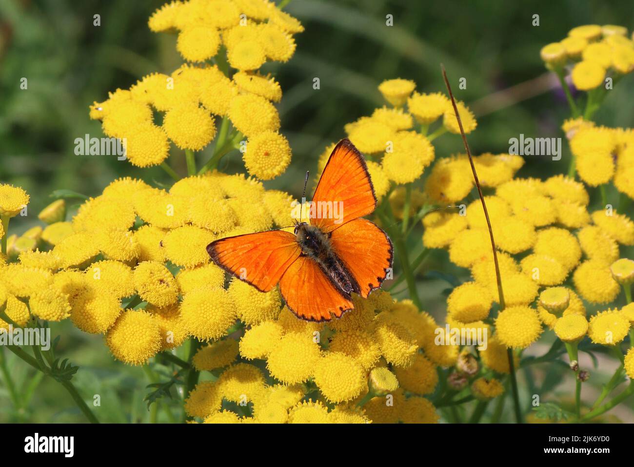 Farfalla arancione Foto Stock
