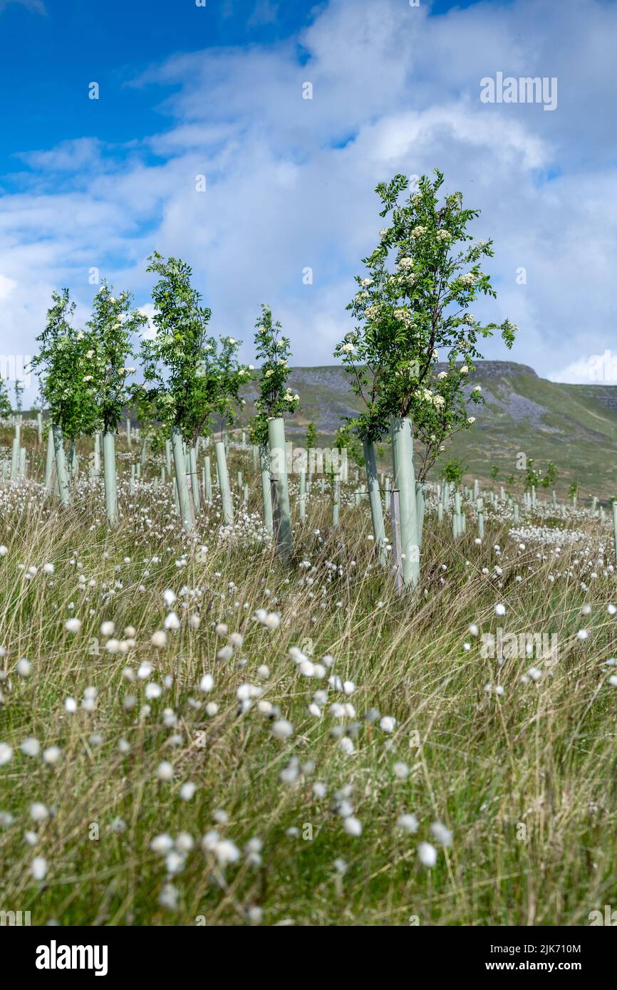 Brughiera nell'alta Valle dell'Eden piantato con alberi di conifere come parte di un programma ambientale. Mallerstank, Cumbria, Regno Unito. Foto Stock