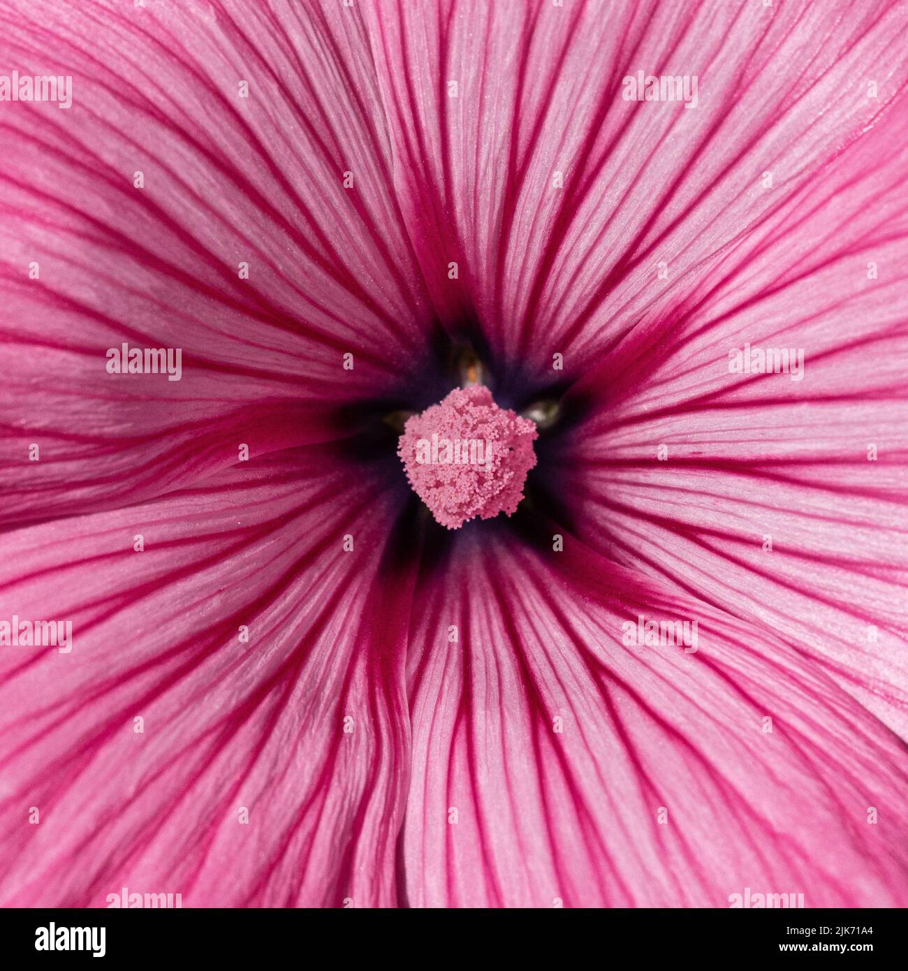 Un estremo primo piano del centro del fiore rosa della Lavatera 'Coppa dell' Foto Stock