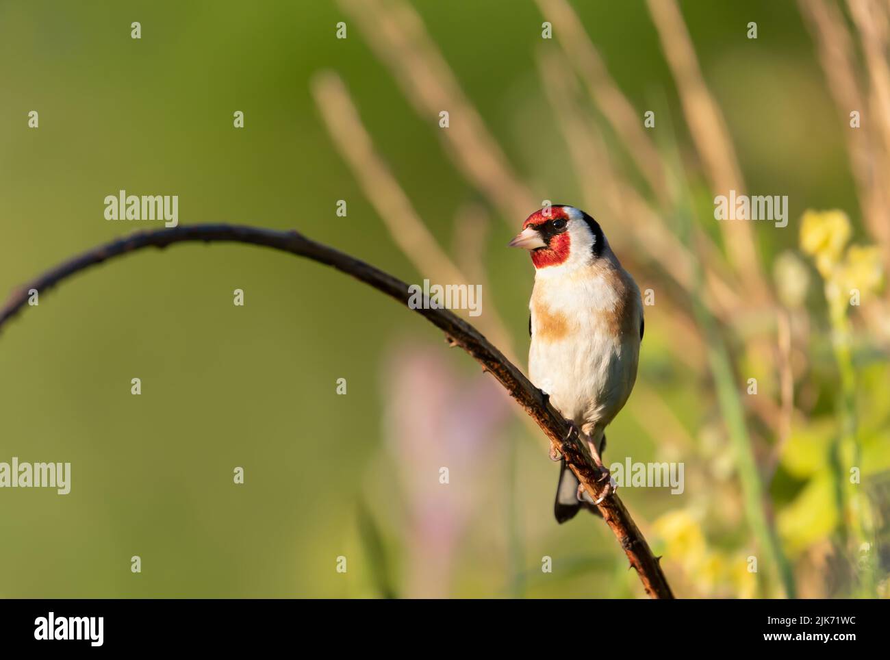 Primo piano del goldfinch europeo che si trova in una filiale, Regno Unito. Foto Stock