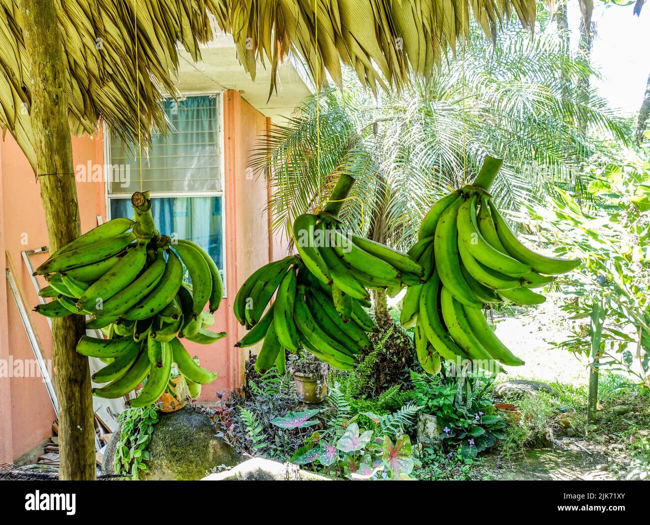 Grappoli di platani appesi ad un tetto di paglia a Sureka, Costa Rica. Foto Stock