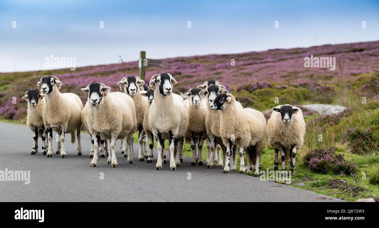Flock of Swaledale pecore e agnelli su una strada brughiera nel North York Moors National Park, Regno Unito. Foto Stock