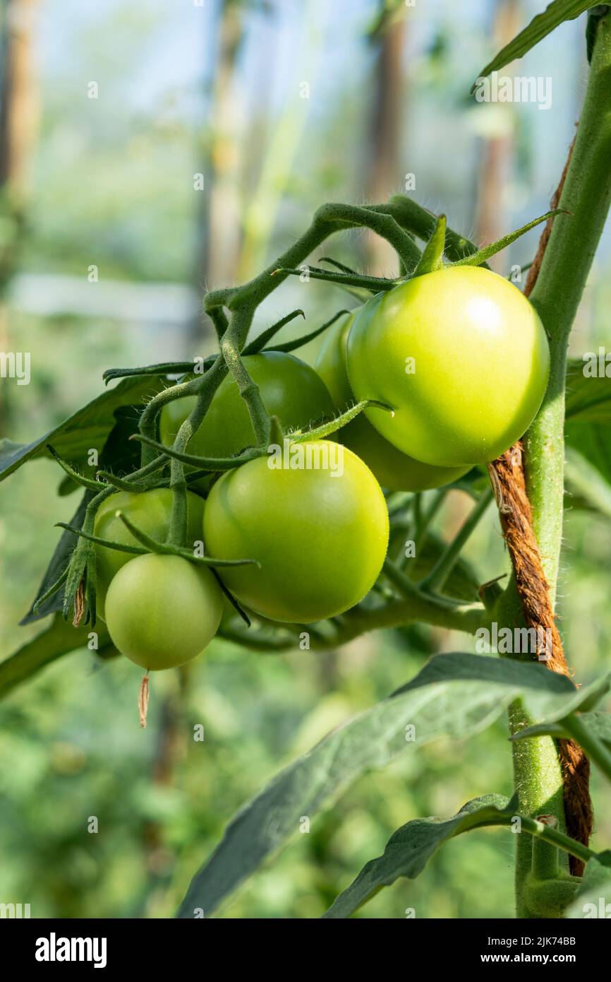 Un ramo con pomodori verdi su una piantagione di piante di pomodoro in una serra. Agricoltura biologica, coltivazione di pomodori giovani in agricoltura. Foto Stock