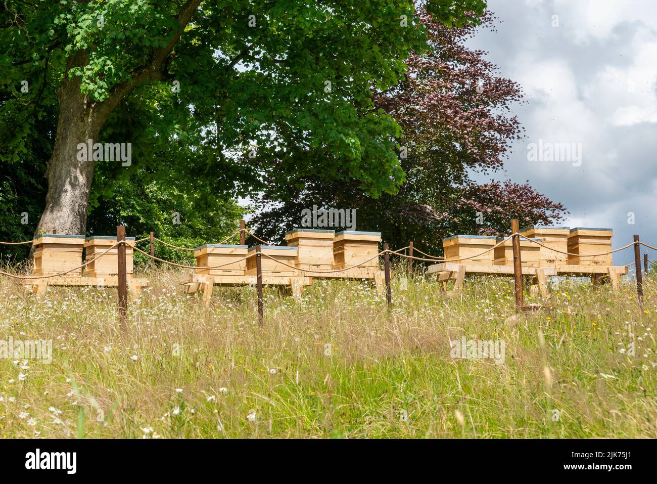 Fila di alveari di api circondati da erbe e fiori selvatici nei giardini Thornbridge Hall nel Derbyshire, Inghilterra. Foto Stock