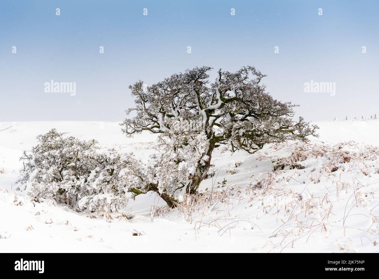 La macchia di biancospino pesò con la neve sui suoi rami dopo una tempesta di neve a Wensleydale, North Yorkshire, Regno Unito. Foto Stock