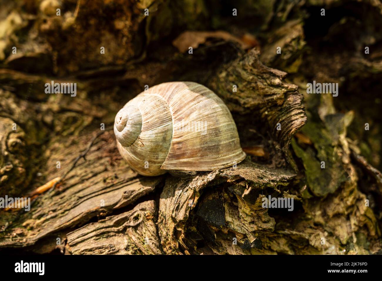 Il guscio a forma di spirale di una lumaca romana o borgogna (Helix pomatia) su una radice di albero morto, Germania Foto Stock