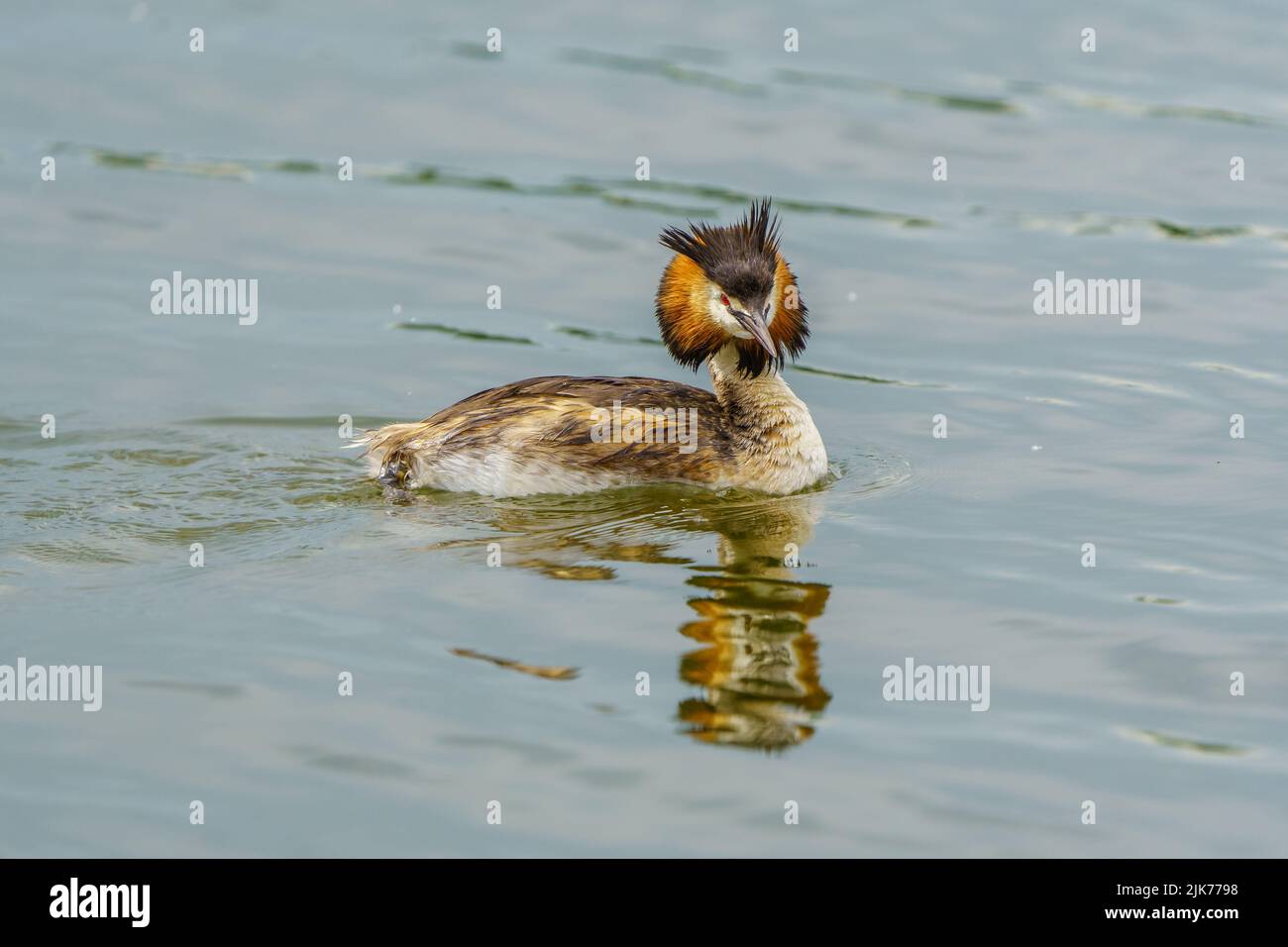 Svasso maggiore - Podiceps cristatus Foto Stock