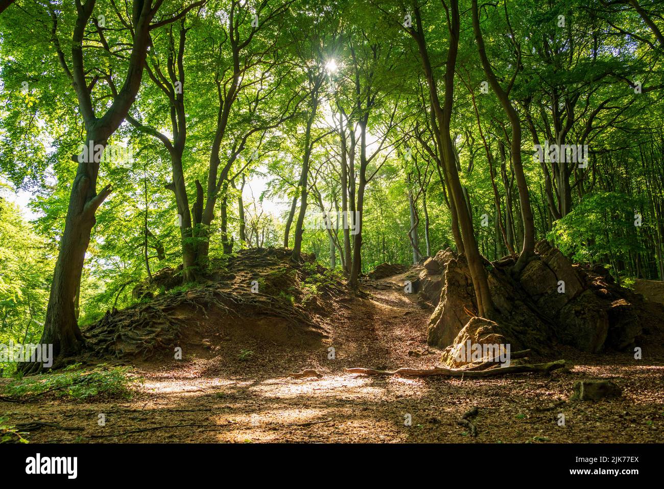 Pittoresca radura nella foresta illuminata dai raggi del sole di prima mattina, ITH, Weserbergland, Germania Foto Stock