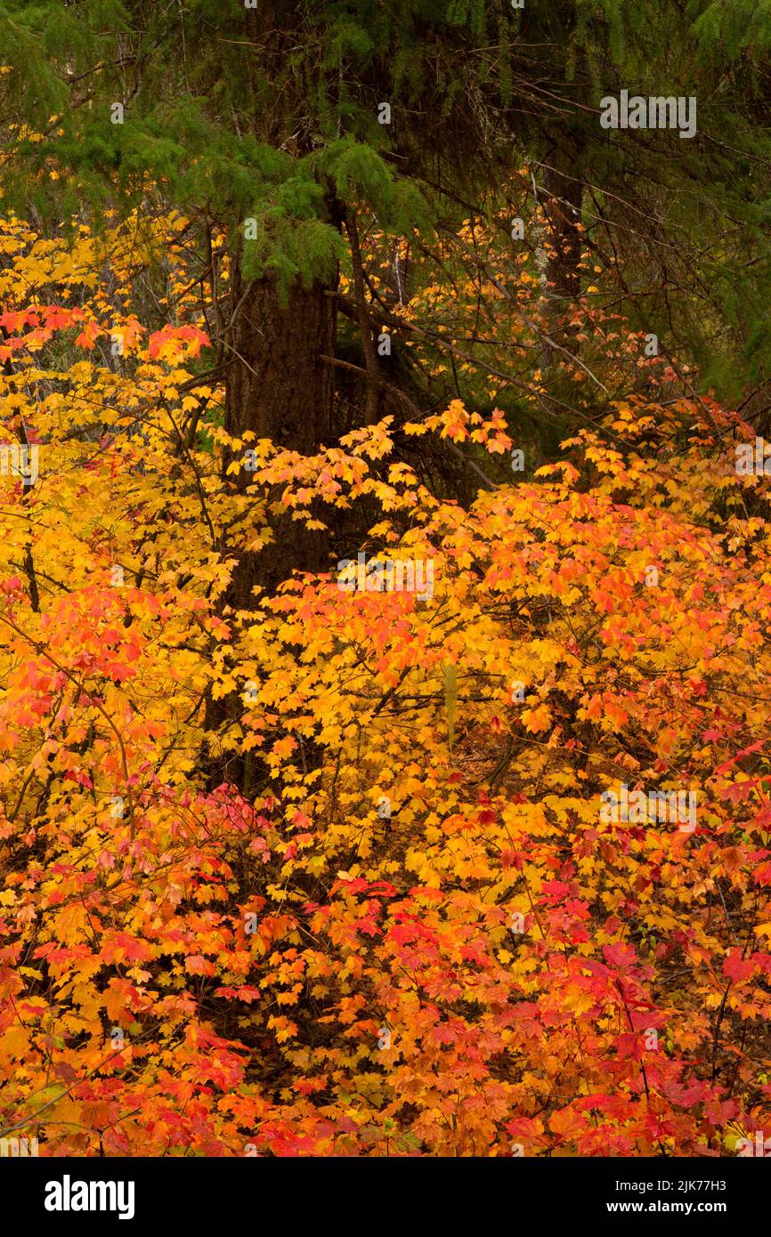 WA21779-00...WASHINGTON - acero Vine in brillante colore autunnale lungo la strada di Chiwaukun Creek. Foto Stock