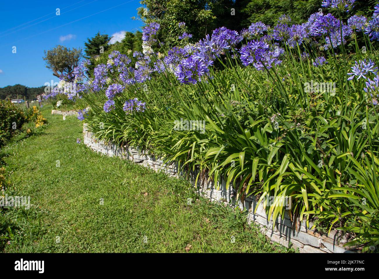 Agapanthus o giglio del Nilo o giglio africano blu e fiori bianchi sulla parete di fermo di pietra che incornicia prato percorso in giardino Foto Stock