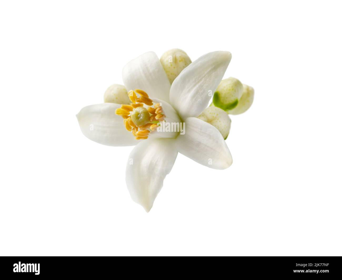 Fiore arancione singolo fiore bianco e germogli isolato su bianco. Fiore di agrumi neroli. Foto Stock