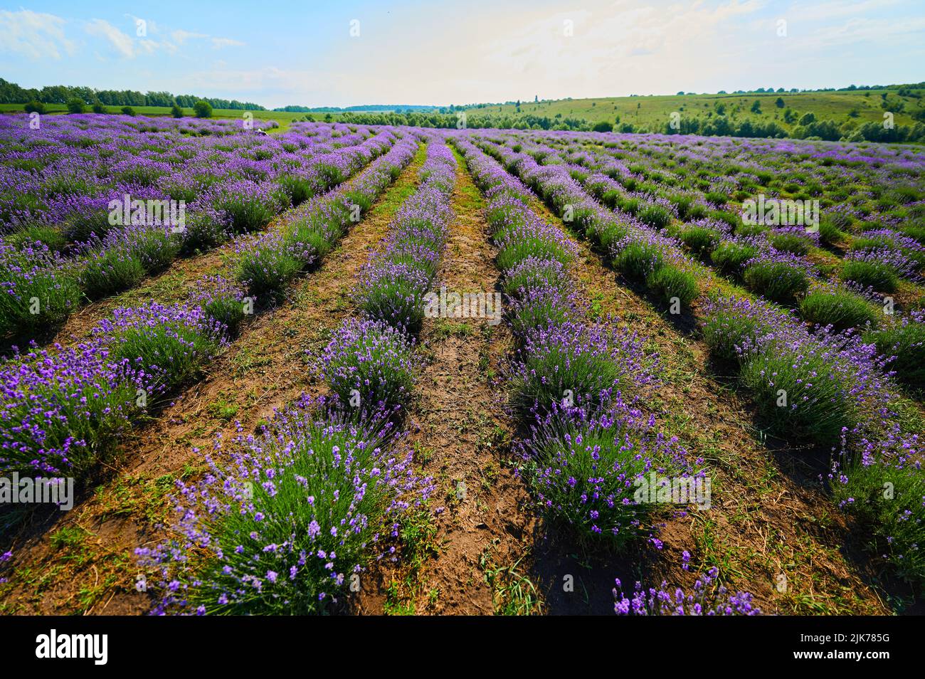 Campo di lavanda in una fattoria durante la stagione di fioritura Foto Stock