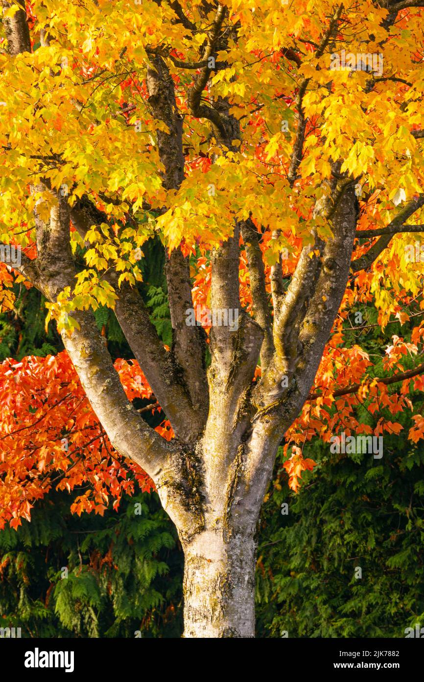 WA21808-00...WASHINGTON - colore autunnale al gene Coulon Memorial Beach Park situato sulle rive del lago Washington. Foto Stock