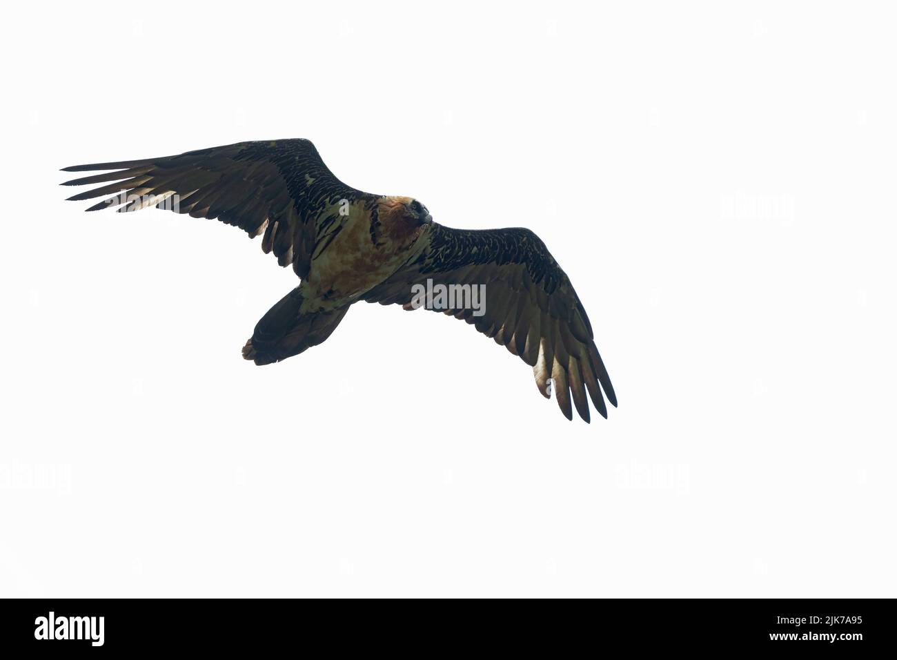 Un adulto avvoltoi Bearded o Lammergeier (Gypaetus barbatus) che circa al cielo grigio sopra il fotografo Foto Stock