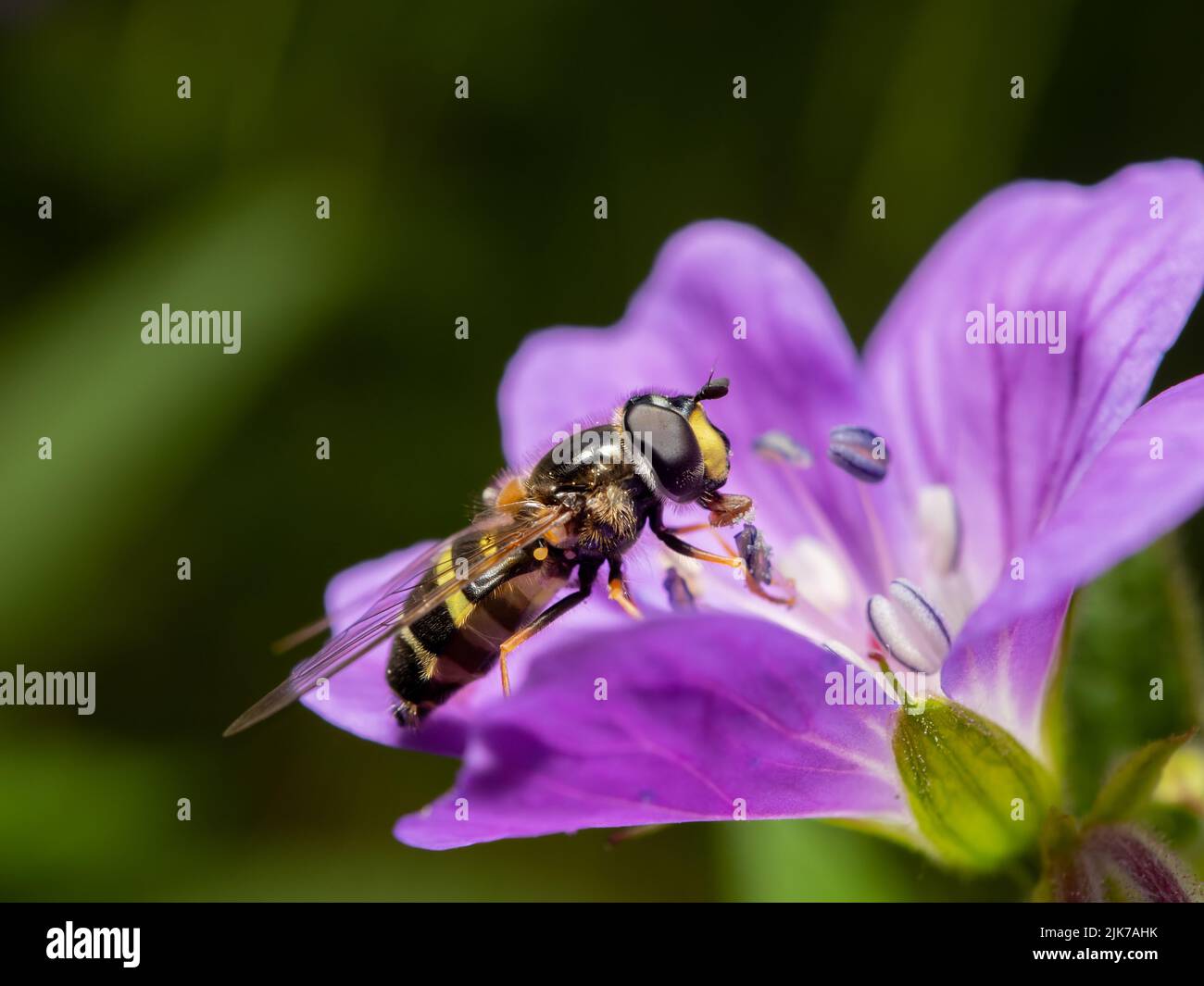 Ape mangiare. Foto Stock