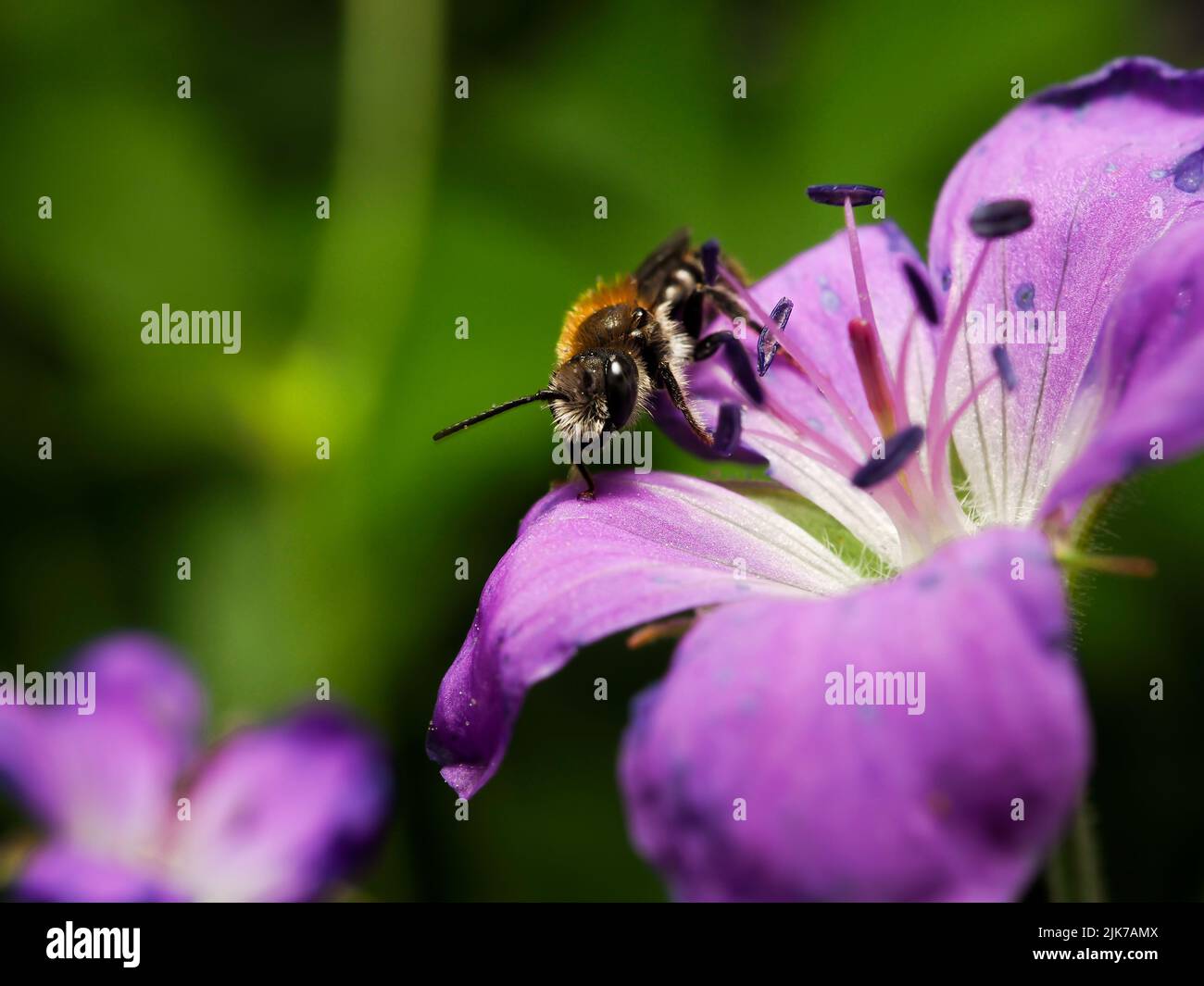 Ape seduta in un fiore. Foto Stock