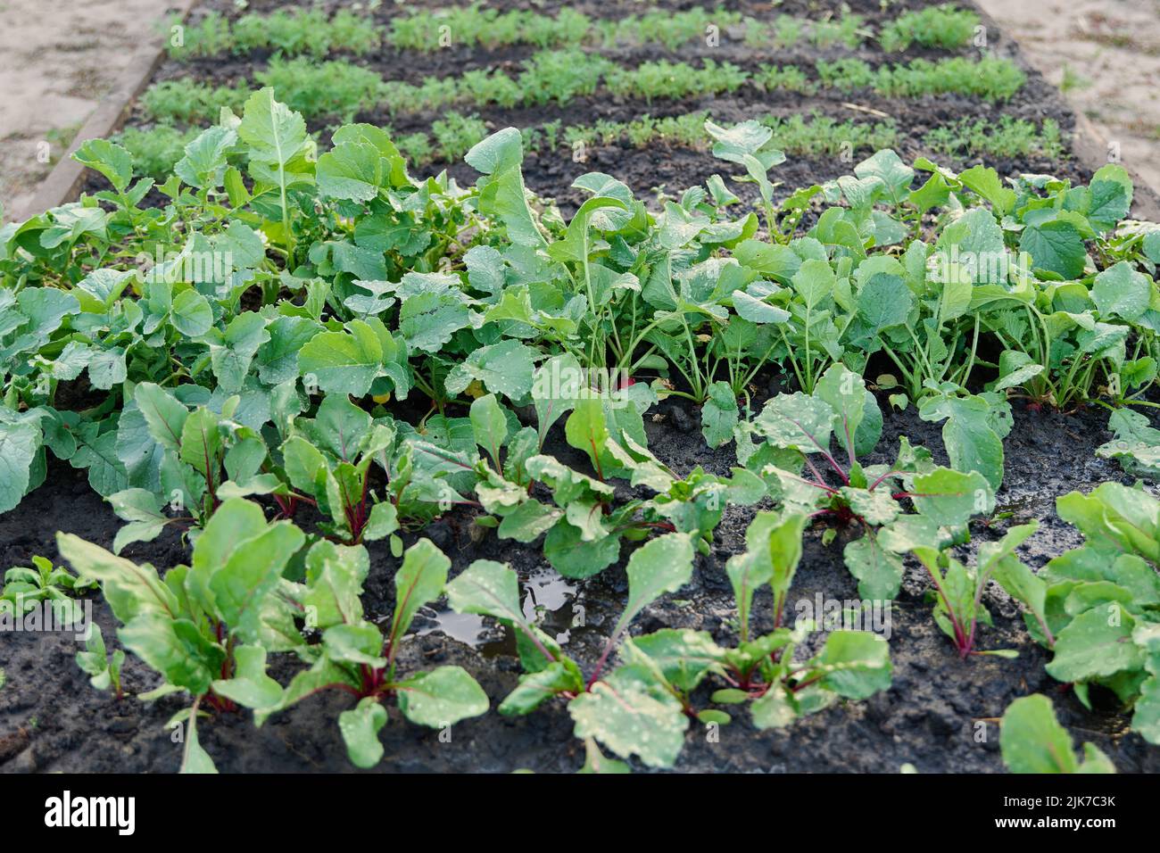 Letto rialzato con piante giovani vegetali erbe stagione primaverile Foto Stock