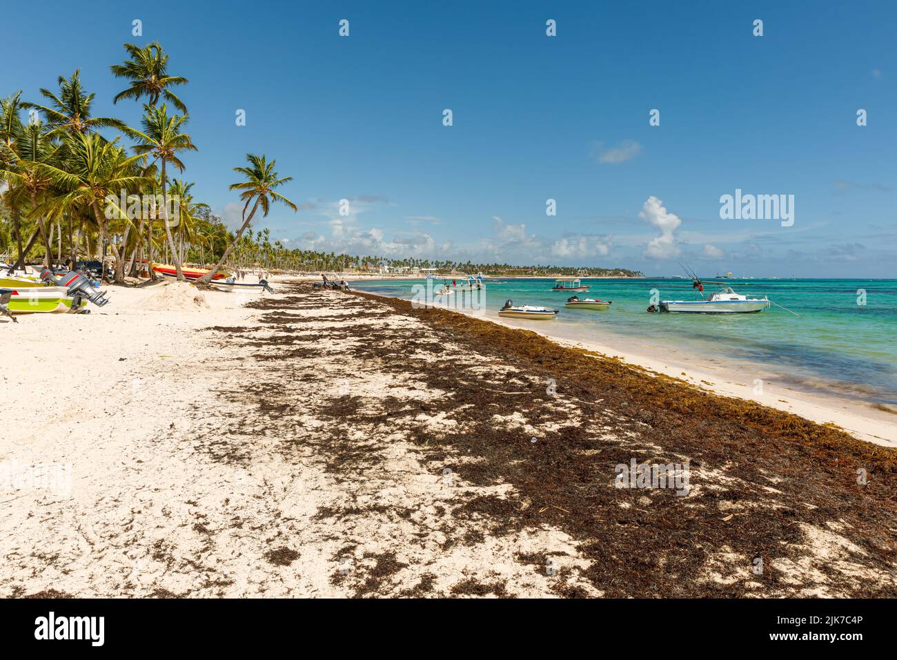 Spiaggia piena di alghe sargassum. Alghe marine Sargassum problema ecologico caraibico Foto Stock
