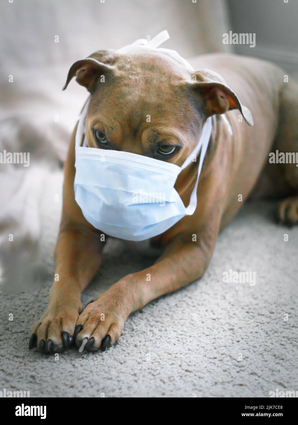 Pitbull cane indossare una maschera facciale durante Covid-19 Pandemic 2020 Foto Stock