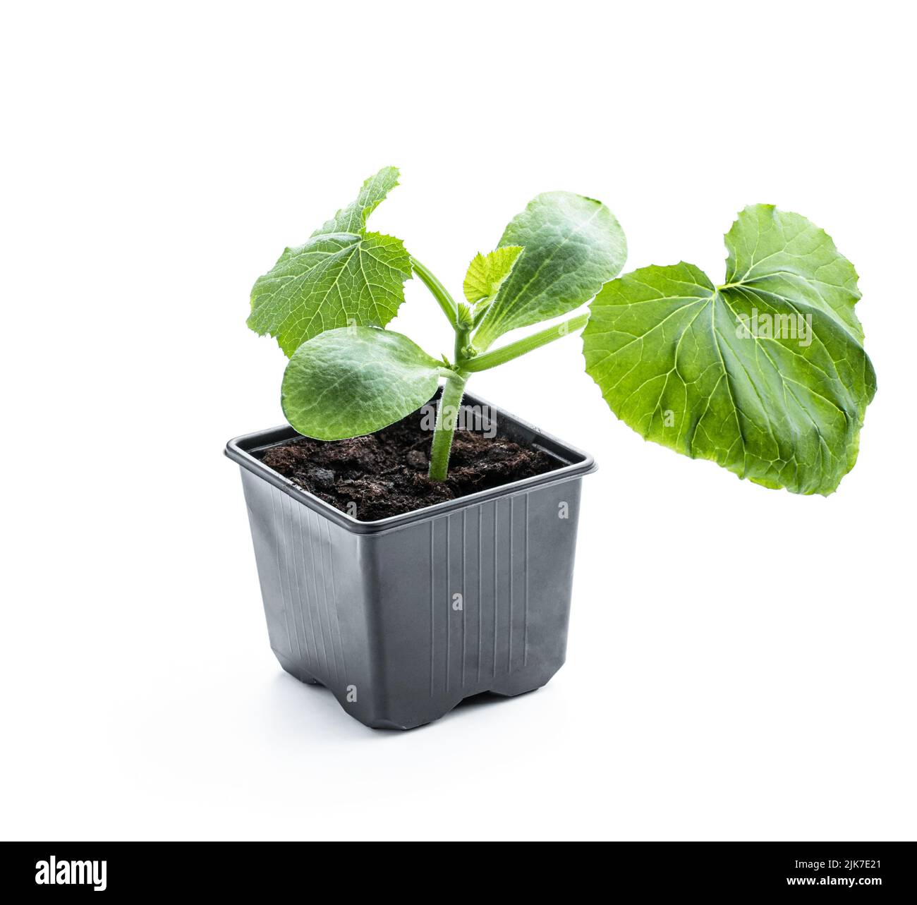 Baby squash pianta germoglio in vaso di plastica pronto per piantare isolato su sfondo bianco Foto Stock