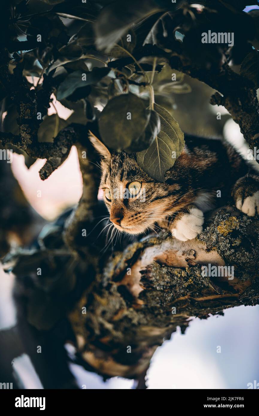 Gatto in un albero che cerca e dorme. Gatto carino che si cura degli uccelli da cacciare. Gatto giocoso vuole giocare. Foto Stock