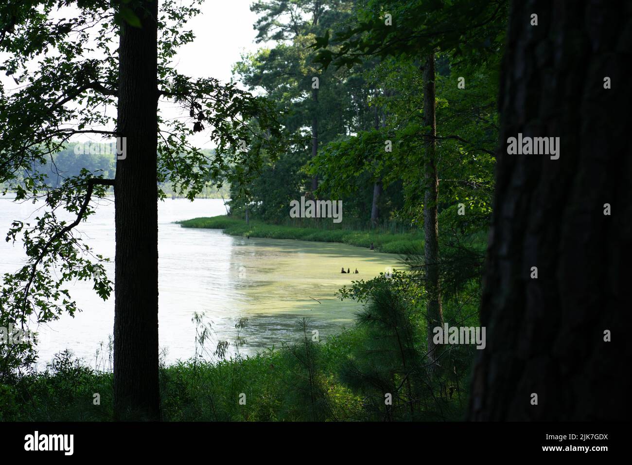 POV guardando attraverso gli alberi vicino al lago Foto Stock