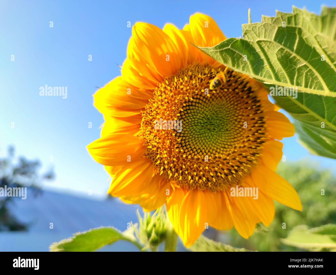 Girasole gialle di colore vibrante con ape su sfondo blu cielo. Foto Stock
