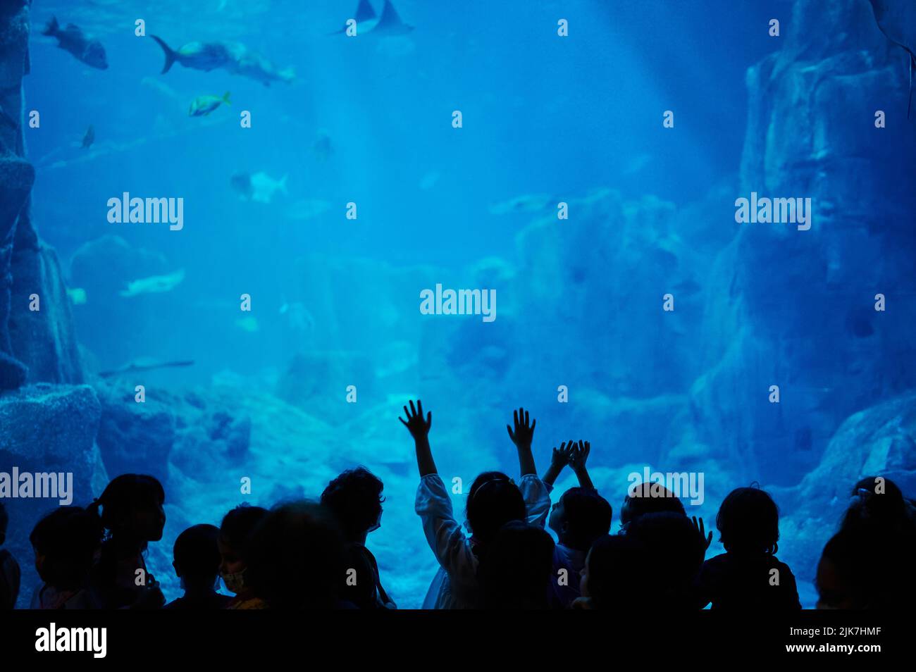 Tourist guardare il grande acquario in zoo con un sacco di pesci Foto Stock