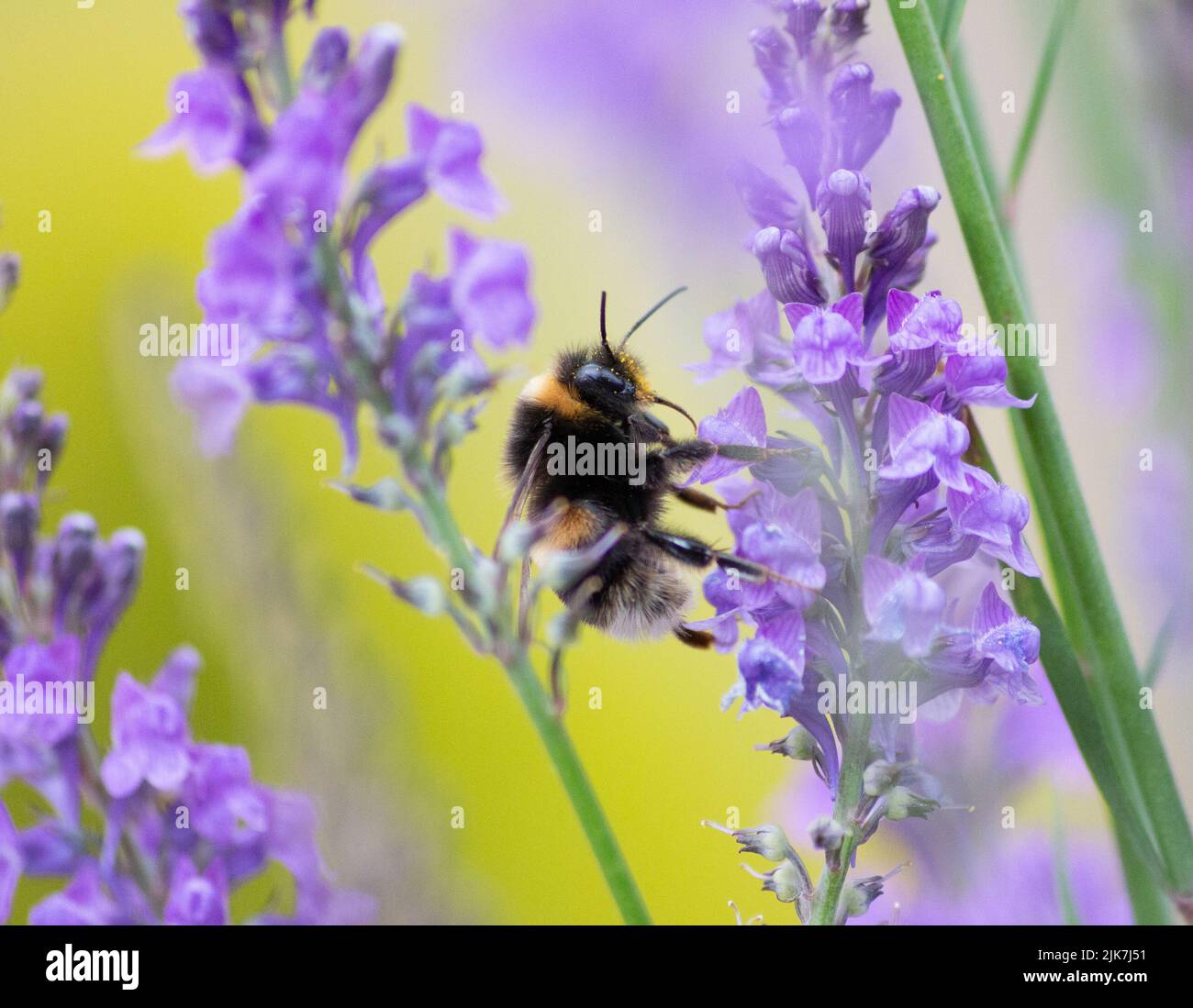 Bumble ape raccolta nettare da fiori Foto Stock