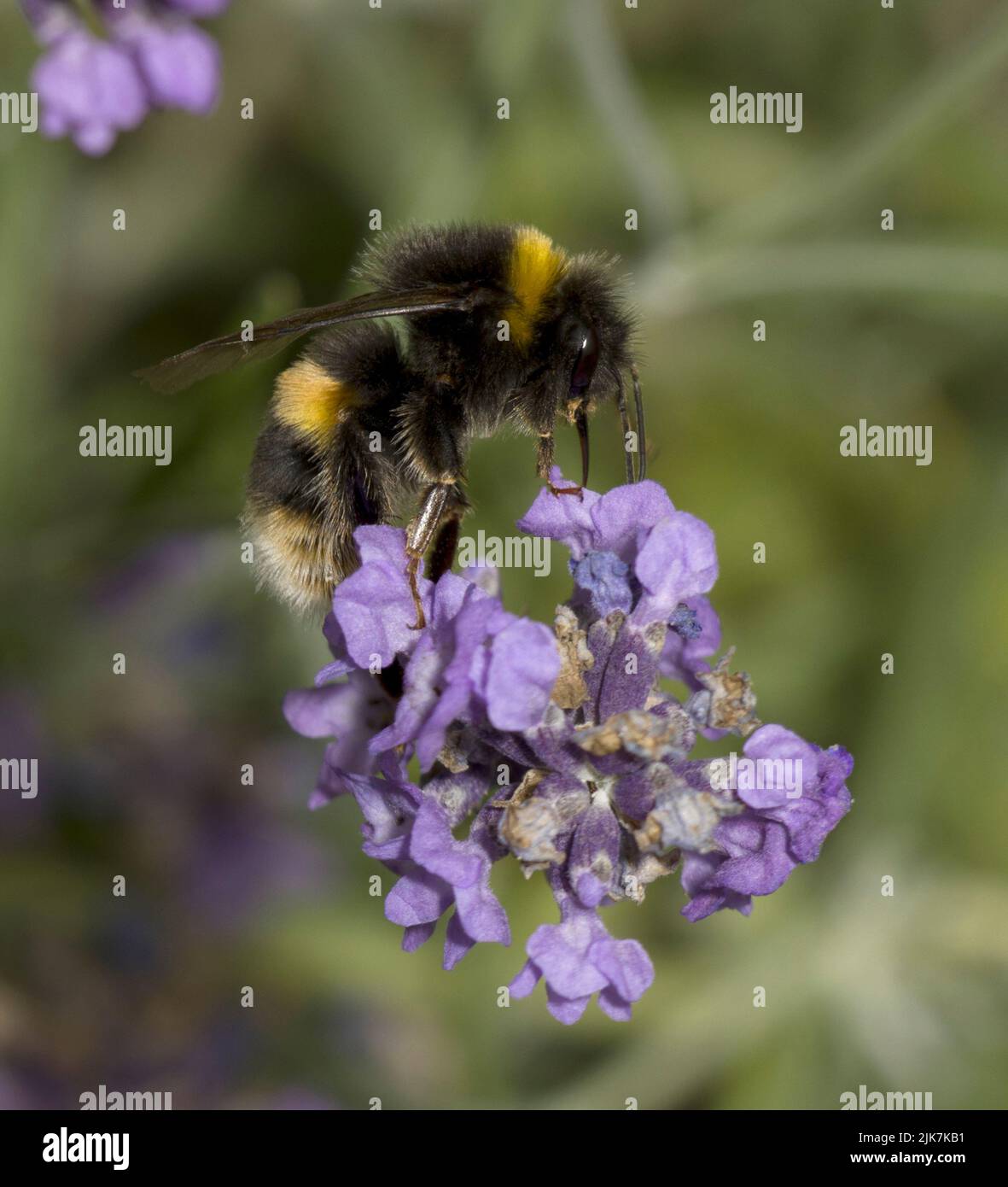 Bumble Bee Bombus Terrestris Proboschi raccolta Nectar dalla lavanda Foto Stock