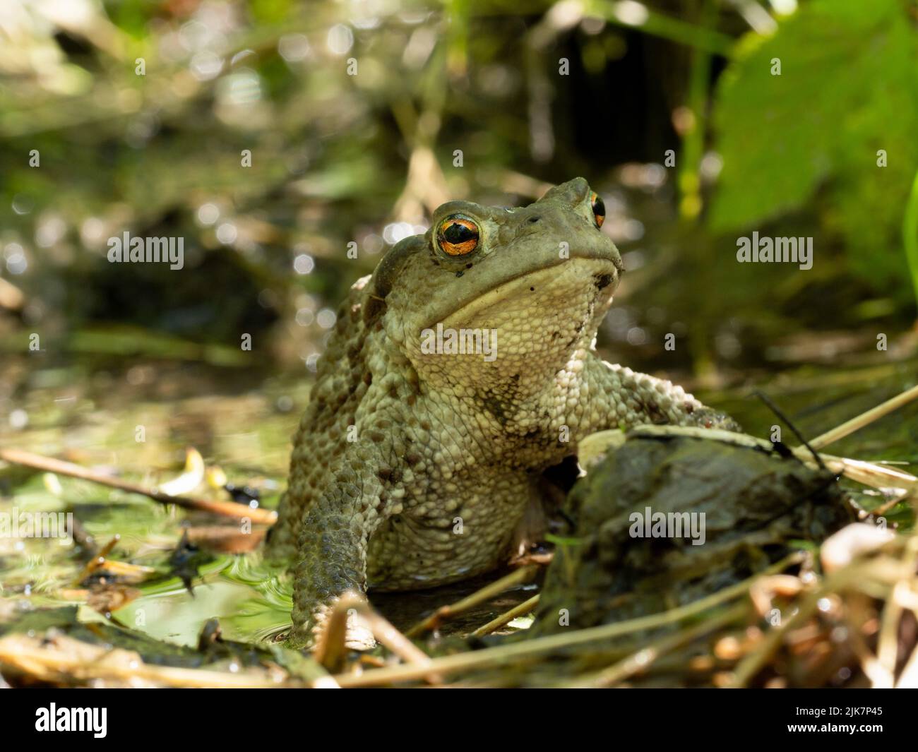 Toad in uno stagno. Foto Stock