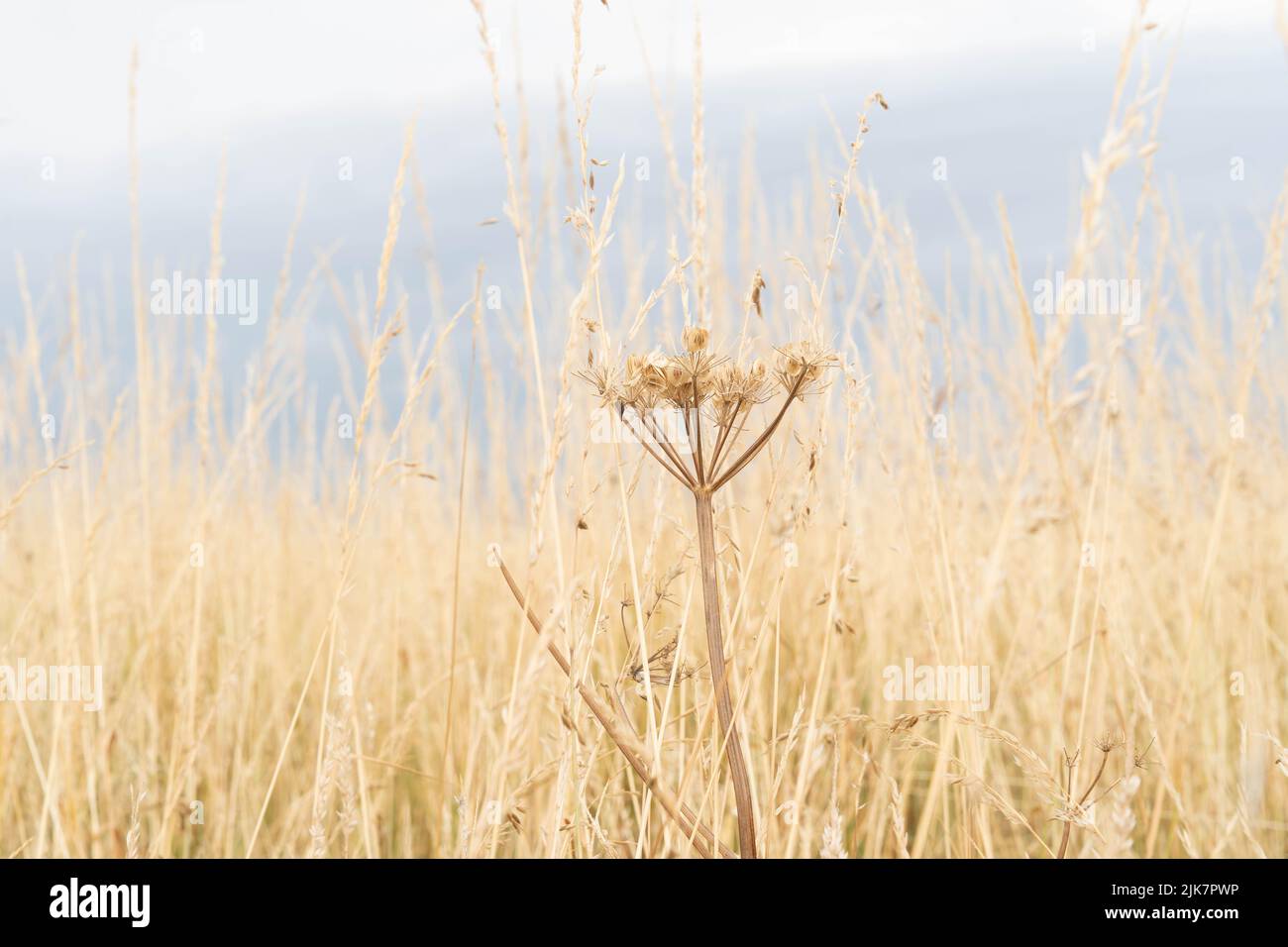 Testa di semi di prezzemolo di vacca essiccati in praterie d'autunno dorate con sfondo morbido Foto Stock