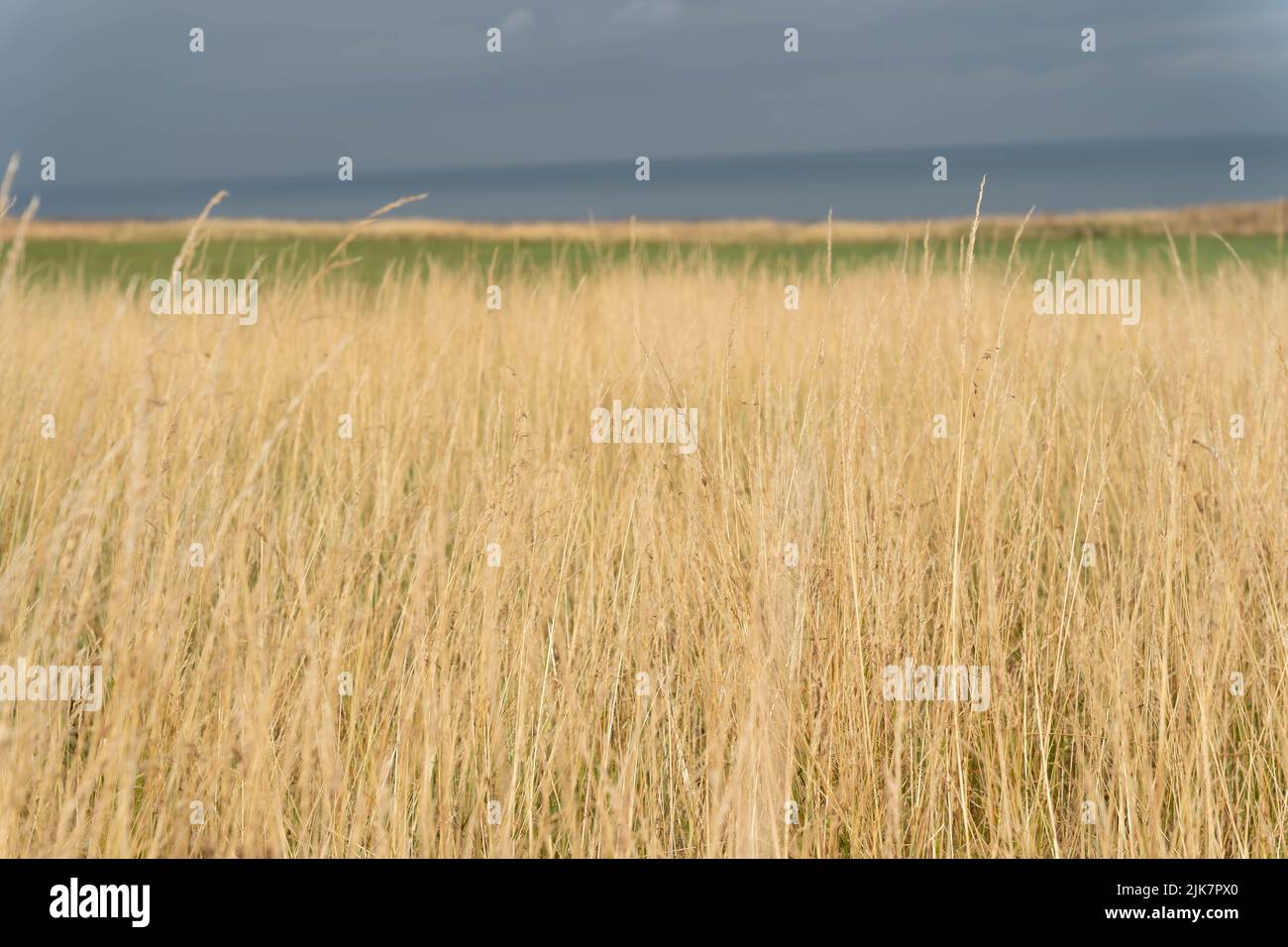 Erba dorata che ondeggia nel campo di campagna sotto il cielo tempestoso Foto Stock