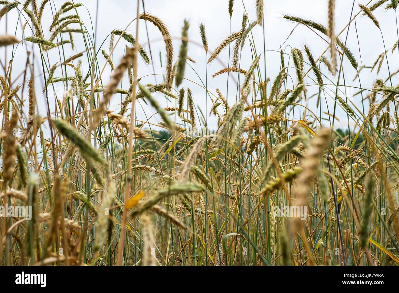 Maturare spighe di grano in un campo Foto Stock