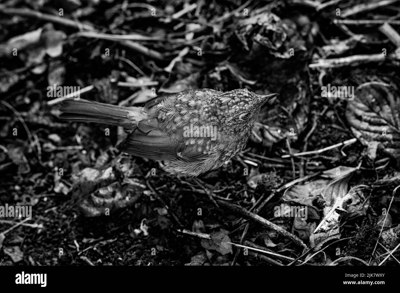 Robin Erithacus rubecula nutrendo e osservando in un giardino del Norfolk del Nord, Regno Unito Foto Stock