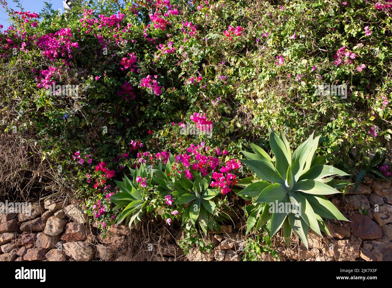 Raposeira, Portogallo. 20th luglio 2022. I fiori e le agave tripletta crescono sopra un muro in un giardino. Credit: Viola Lopes/dpa/Alamy Live News Foto Stock