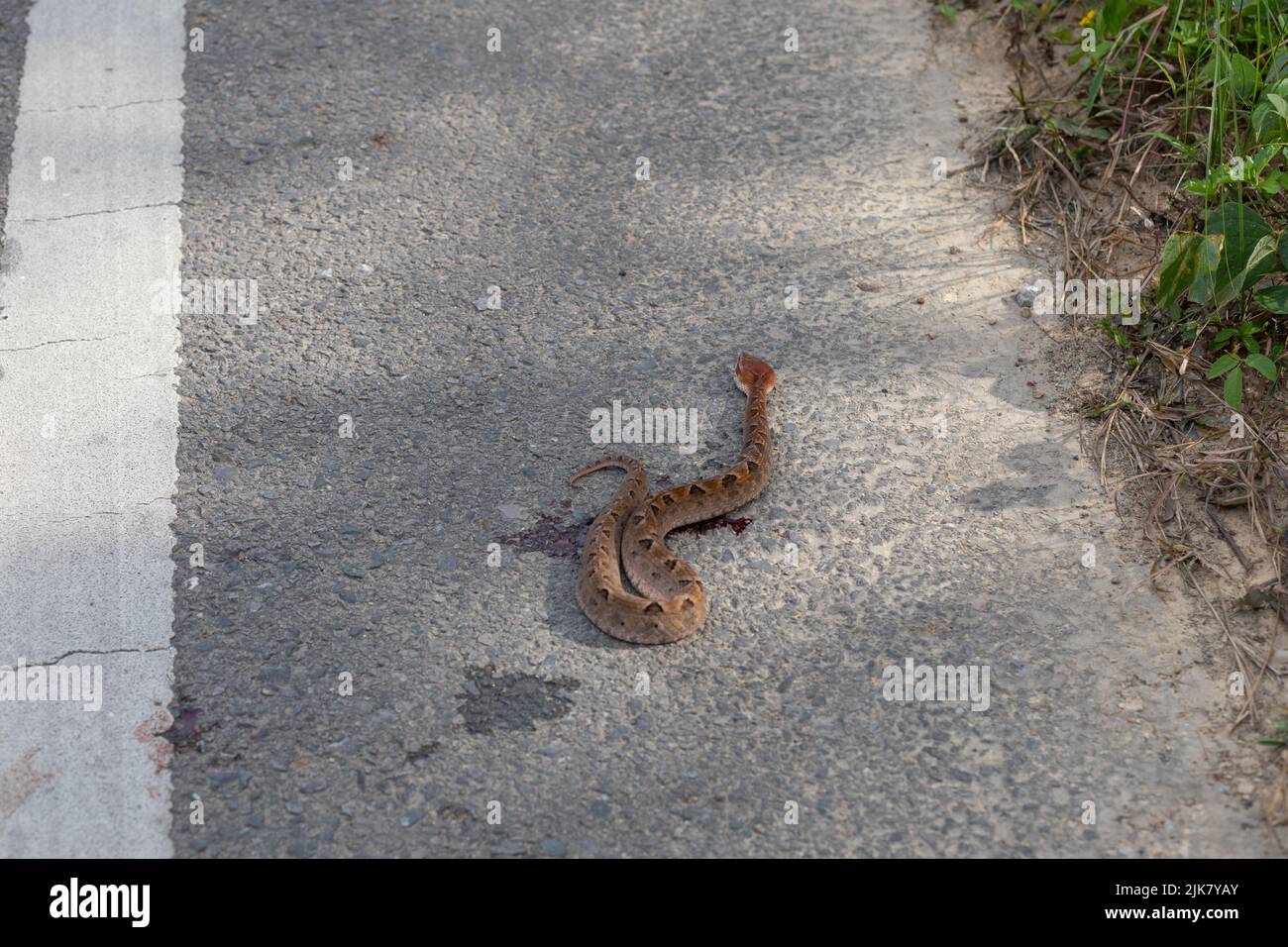 Un serpente malese Pit Viper morto su una strada in Thailandia, Asia sudorientale, dopo essere stato eseguito da un veicolo. Rhodostoma di Calloselasma. Strada uccidere Foto Stock