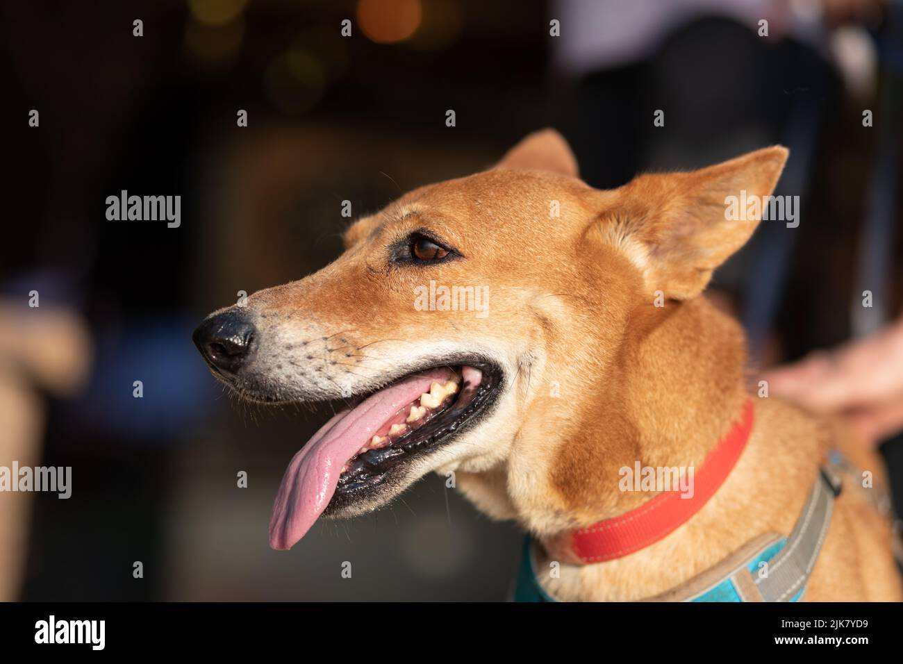 Un cane di strada salvato da un gruppo di benessere animale, si siede ansimando con la sua lingua appesa fuori Foto Stock