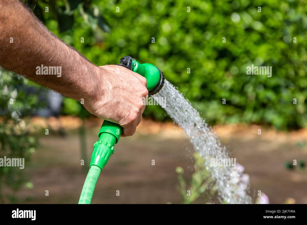 Un uomo che innaffia un giardino con un tubo, durante un'estate secca in Sussex Foto Stock