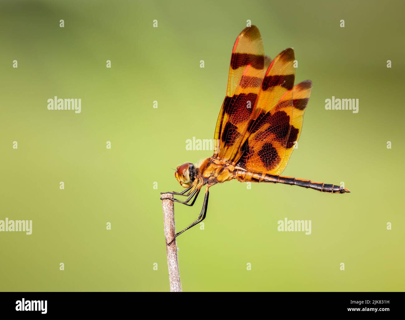 Halloween Pennant Dragonfly al Brazos Bend state Park, Texas Foto Stock