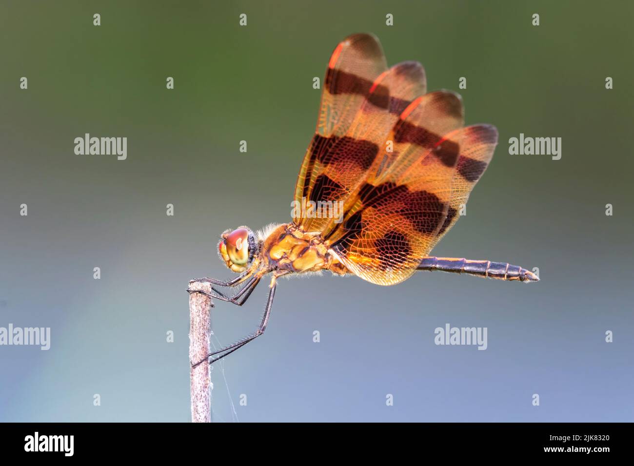 Halloween Pennant Dragonfly al Brazos Bend state Park, Texas Foto Stock