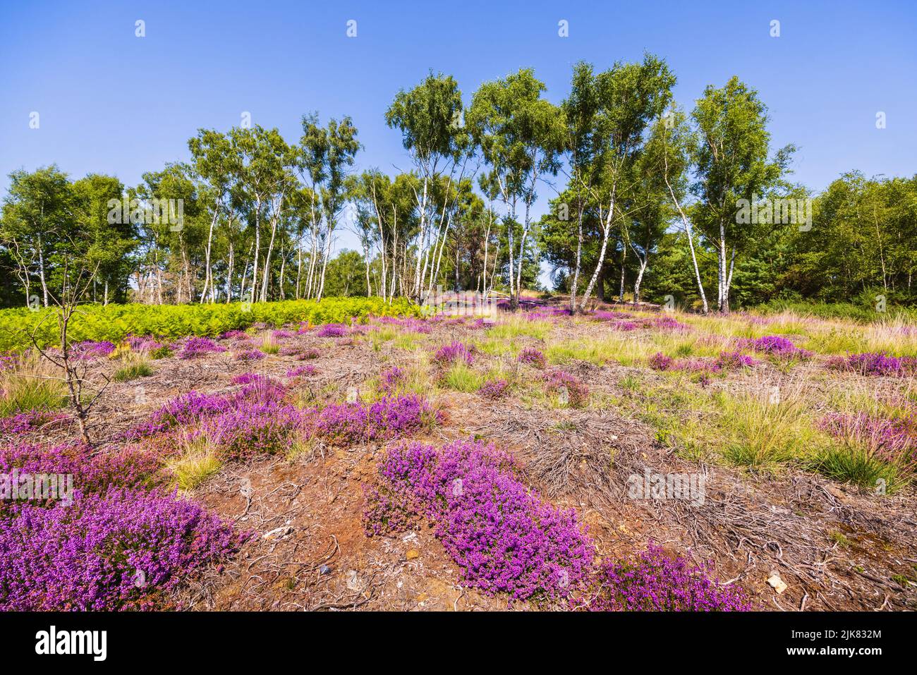Brughiera sul Chobham Common, Surrey, Inghilterra sud-orientale con erica viola e una fila di alberi di betulla argentata (Betula pendula), cielo blu in una giornata di sole Foto Stock