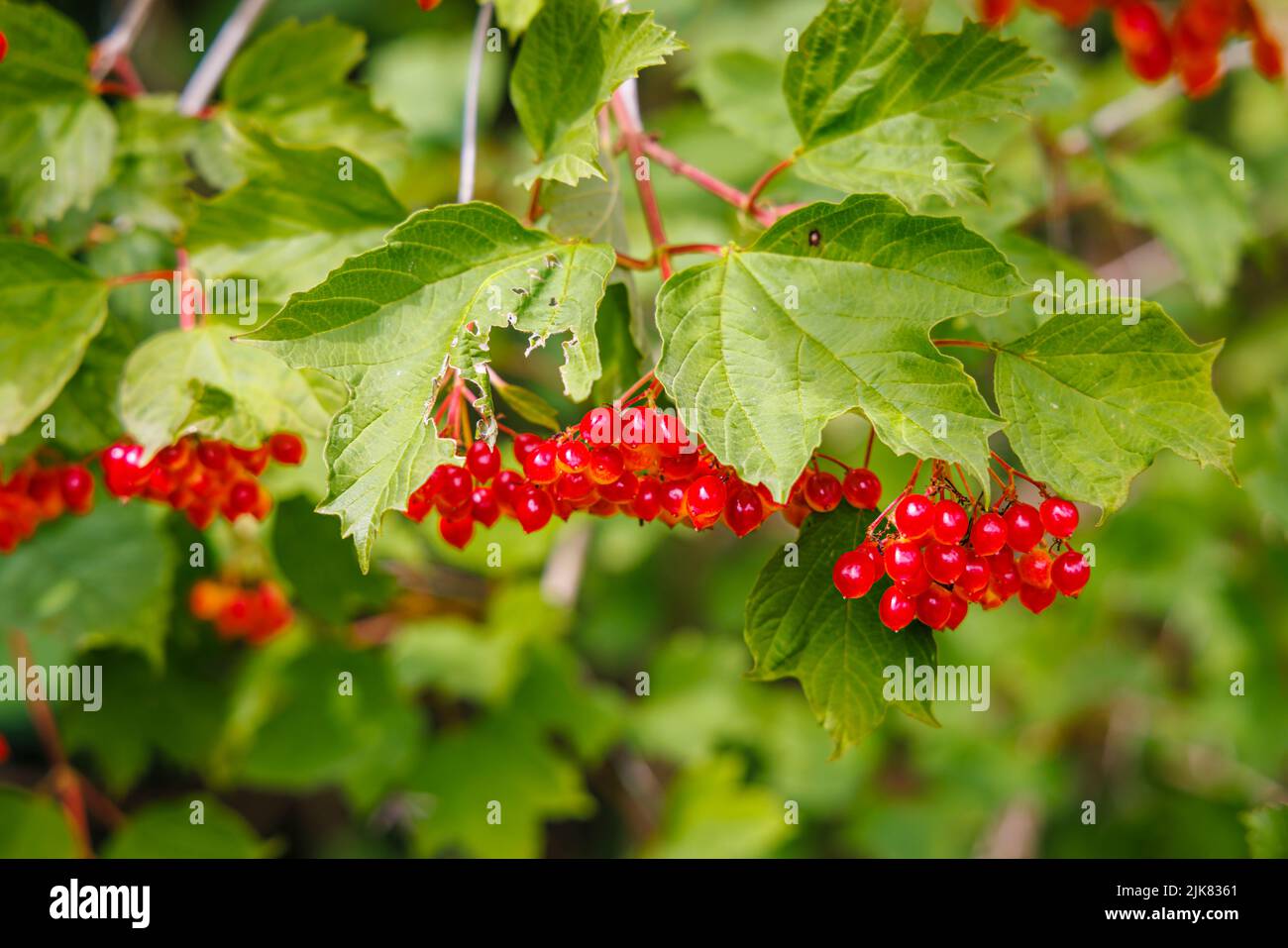 Vista ravvicinata di un mazzo di drupi cerosi da arancioni a rossi (frutti di pietra) di Viburnum Opulus (rosa guelder) in estate a Devon, Inghilterra sud-occidentale Foto Stock