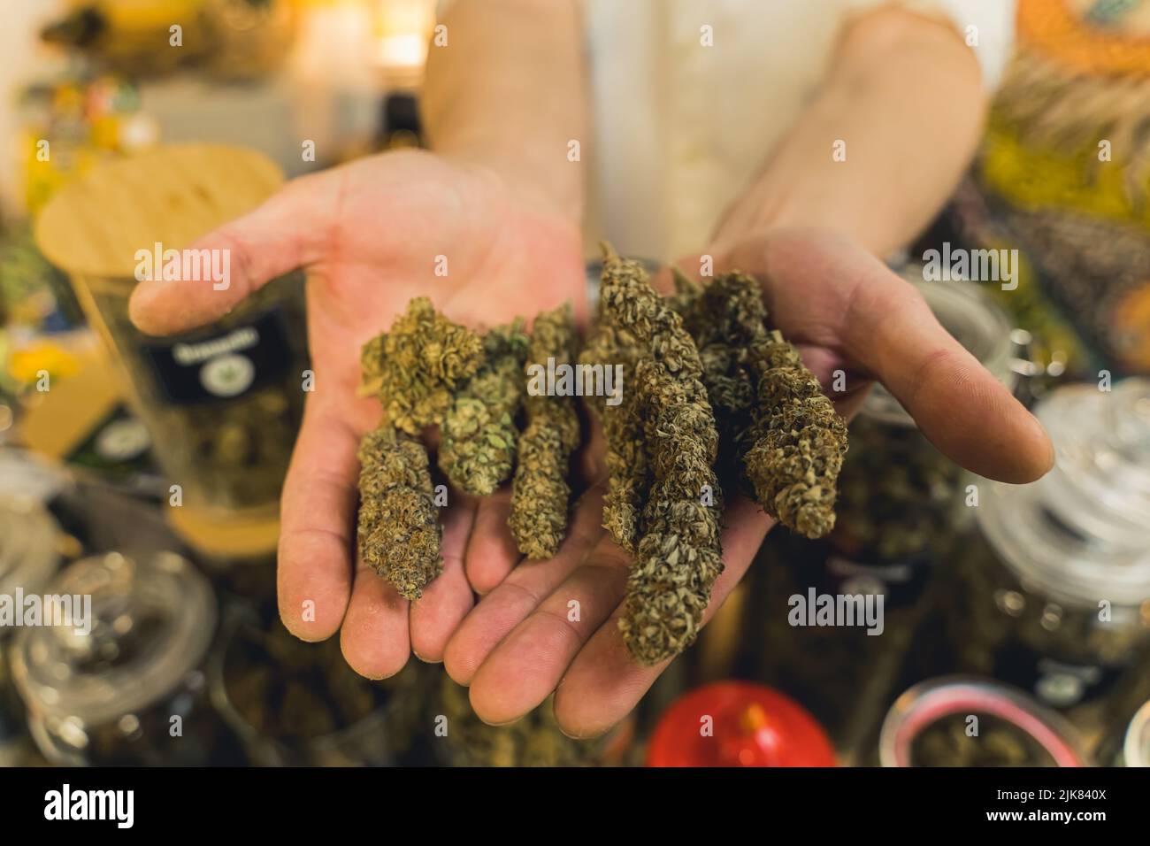 Due palme di una persona caucasica irriconoscibile che vanta una delle più grandi cannabis mediale - CBD CBG - Top. Sfondo sfocato. Foto di alta qualità Foto Stock