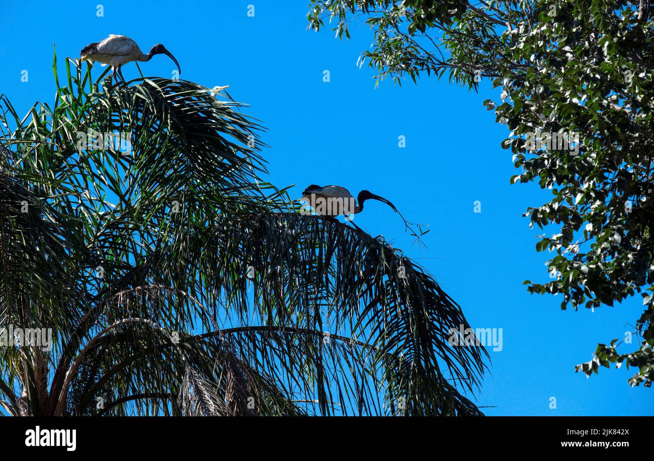 Un Ibis bianco australiano (Threskiornis molucca) che raccoglie materiale di nidificazione a Sydney, NSW, Australia (foto di Tara Chand Malhotra) Foto Stock