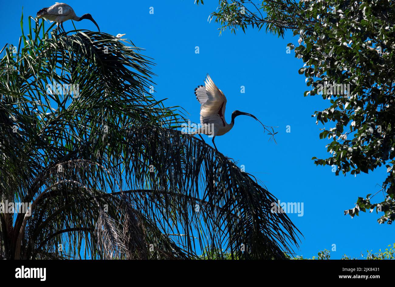 Un Ibis bianco australiano (Threskiornis molucca) che raccoglie materiale di nidificazione a Sydney, NSW, Australia (foto di Tara Chand Malhotra) Foto Stock