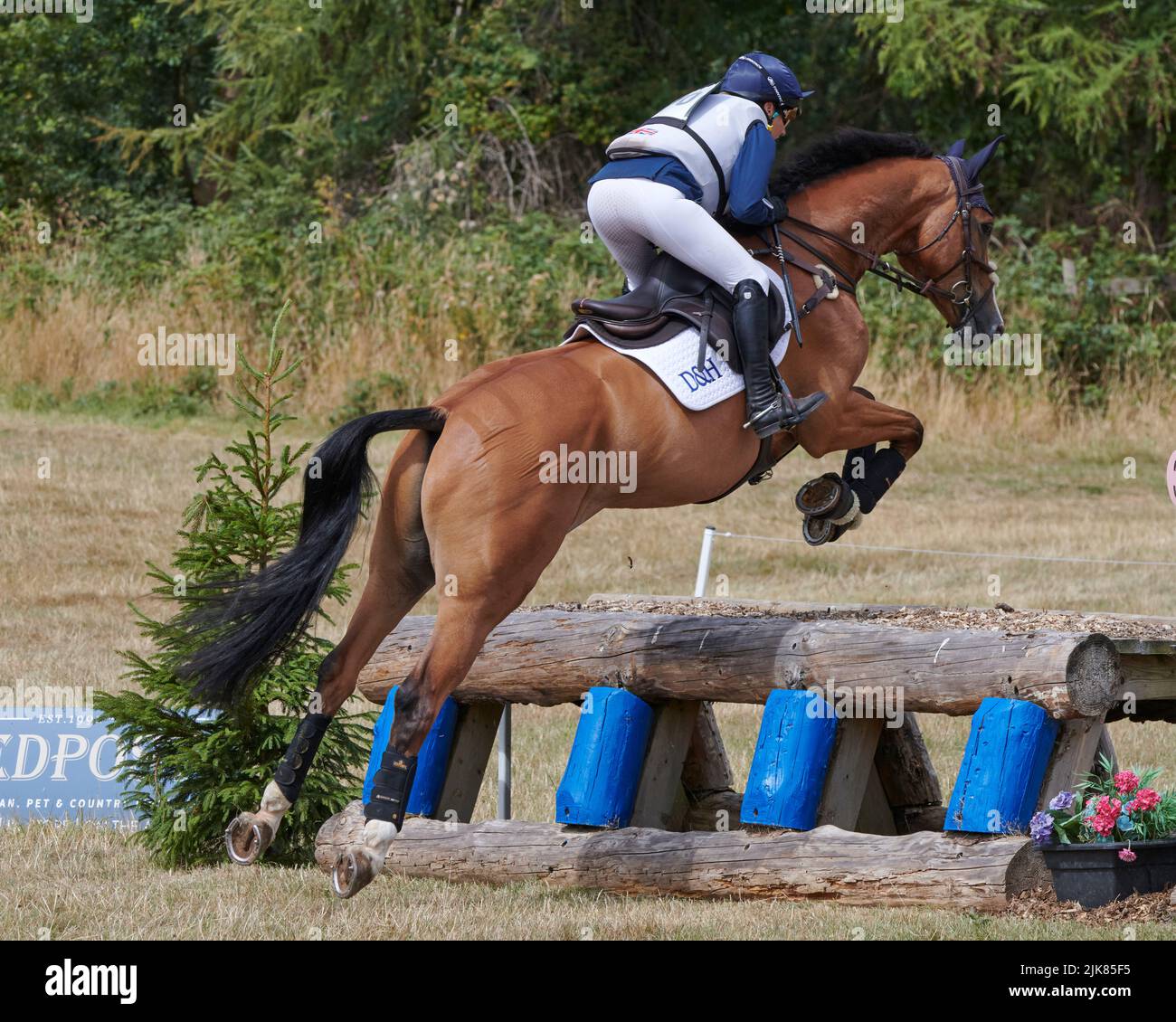 East Budleigh Salterton, Regno Unito, 31 luglio 2022, medaglia d'oro olimpica e vincitore del Badminton 2022 Laura Collett guida Balancero nella sezione del Cross Country alle prove del cavallo di Bicton. Credit: Will Tudor/Alamy Live News Foto Stock