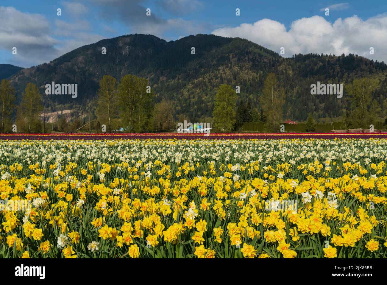 Campi di tulipani e narcisi fioriscono al Chilliwack Tulip Festival, British Columbia, Canada. Foto Stock